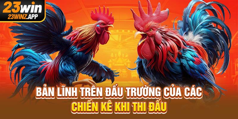 Bản lĩnh trên đấu trường của các chiến kê khi thi đấu
