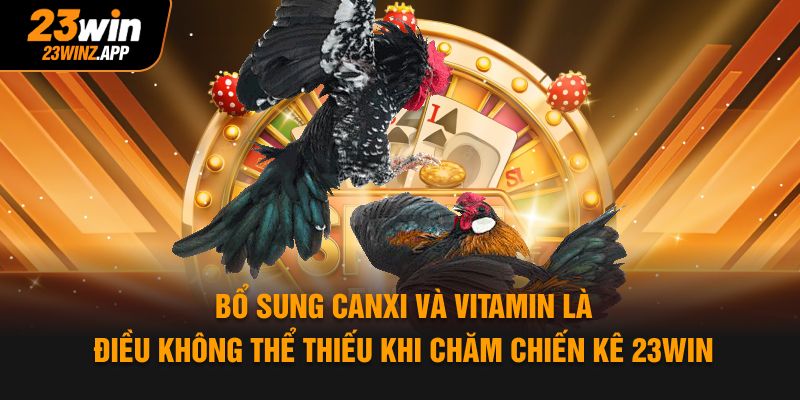 Bổ sung Canxi và vitamin là điều không thể thiếu khi chăm chiến kê 23WIN