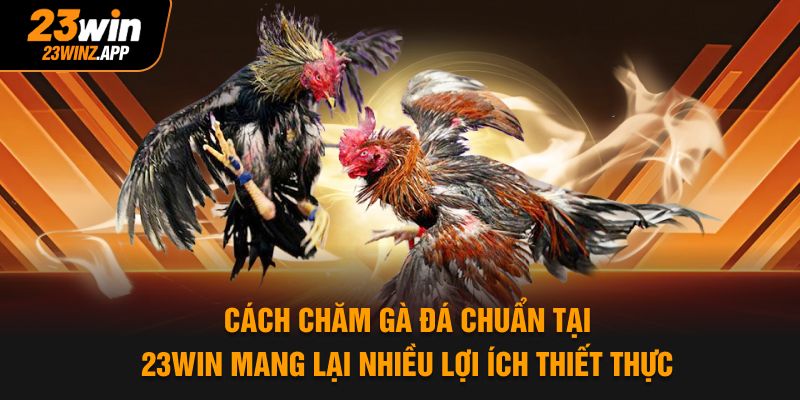 Cách chăm gà đá chuẩn tại 23WIN mang lại nhiều lợi ích thiết thực