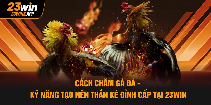 Cách Chăm Gà Đá - 4 Kỹ Năng Tạo Thần Kê Đỉnh Cấp Tại 23WIN