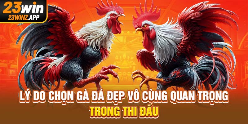 Lý do chọn gà đá đẹp vô cùng quan trọng trong thi đấu