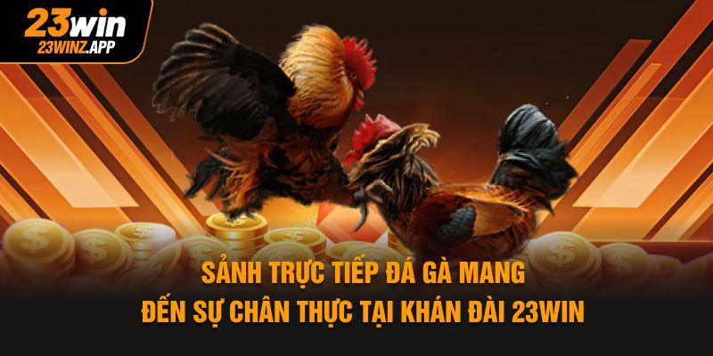 Sảnh trực tiếp đá gà mang đến sự chân thực tại khán đài 23Win