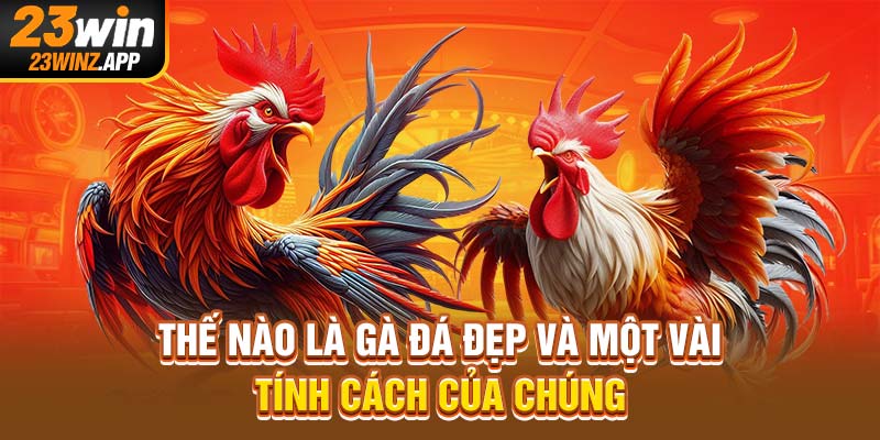 Thế nào là gà đá đẹp và một vài tính cách của chúng