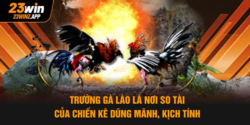 Trường gà Lào là nơi so tài của chiến kê dũng mãnh, kịch tính